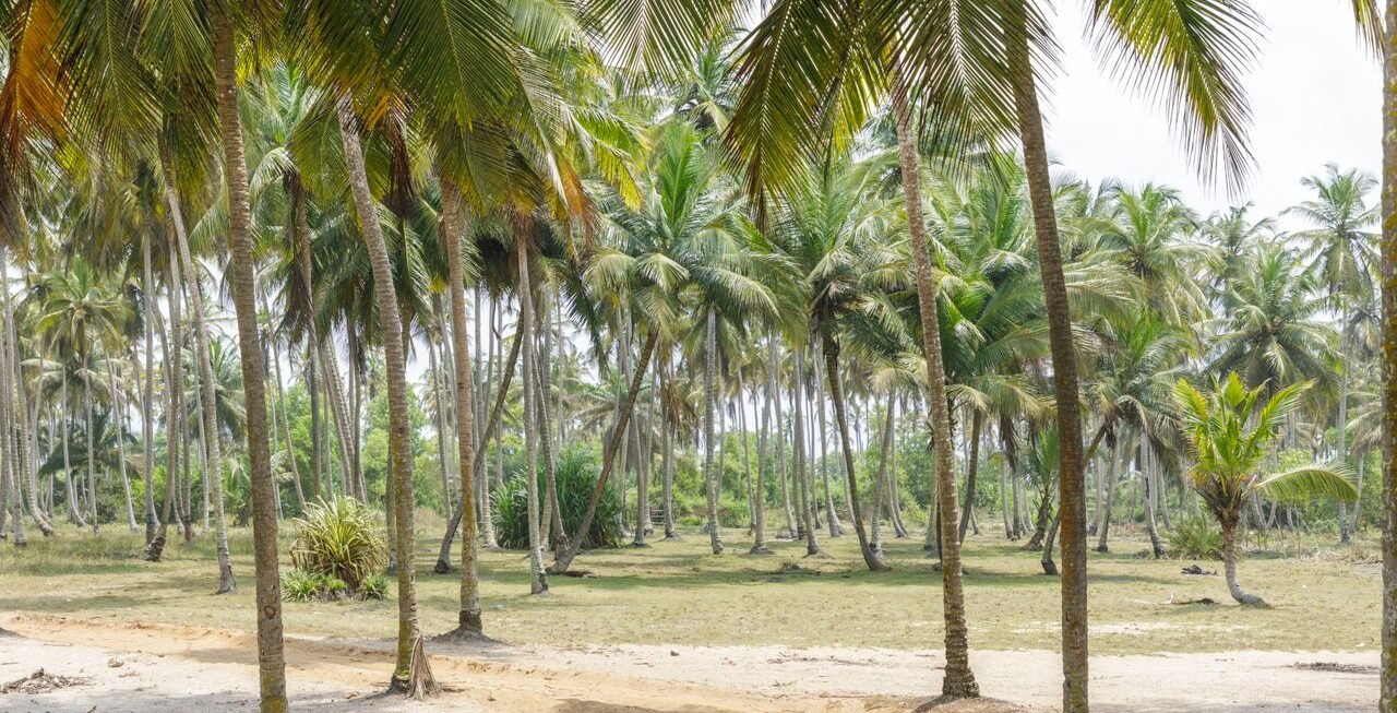 Bonoua7